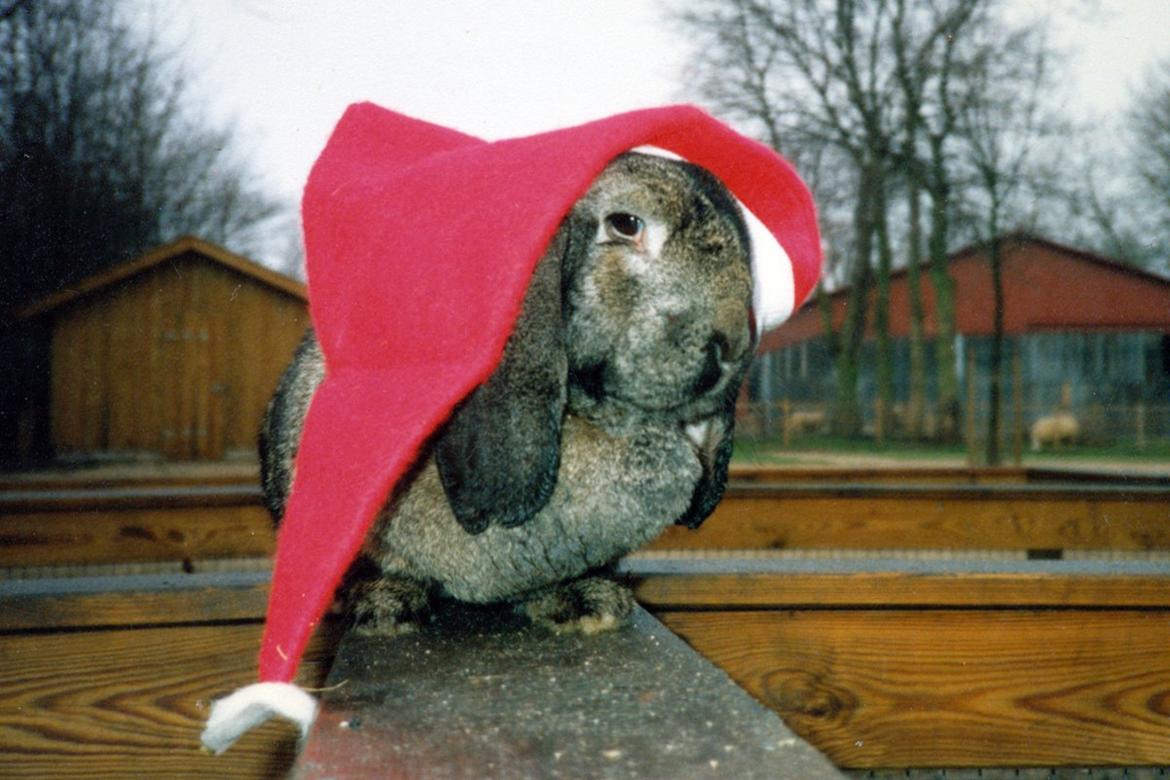 Kanin Trold billede 4