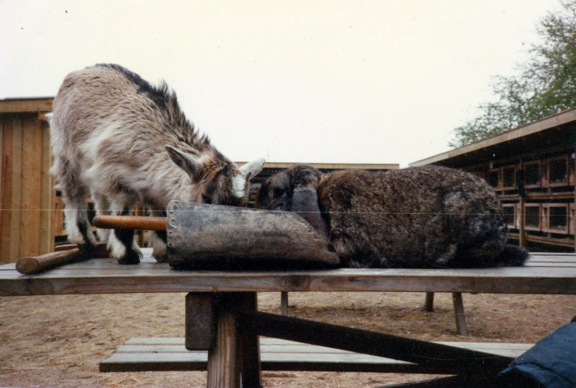 Kanin Trold billede 5