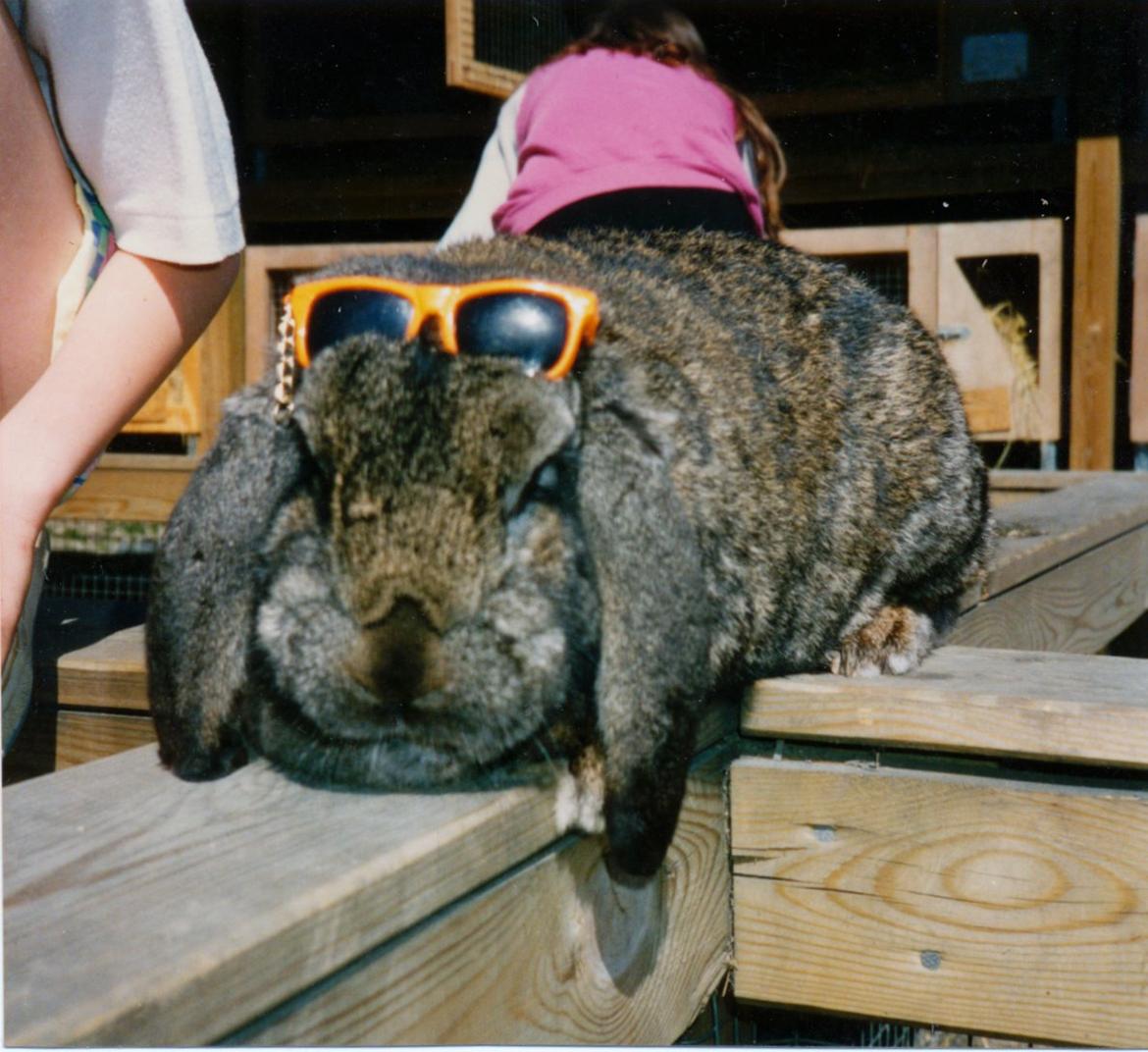 Kanin Trold billede 8