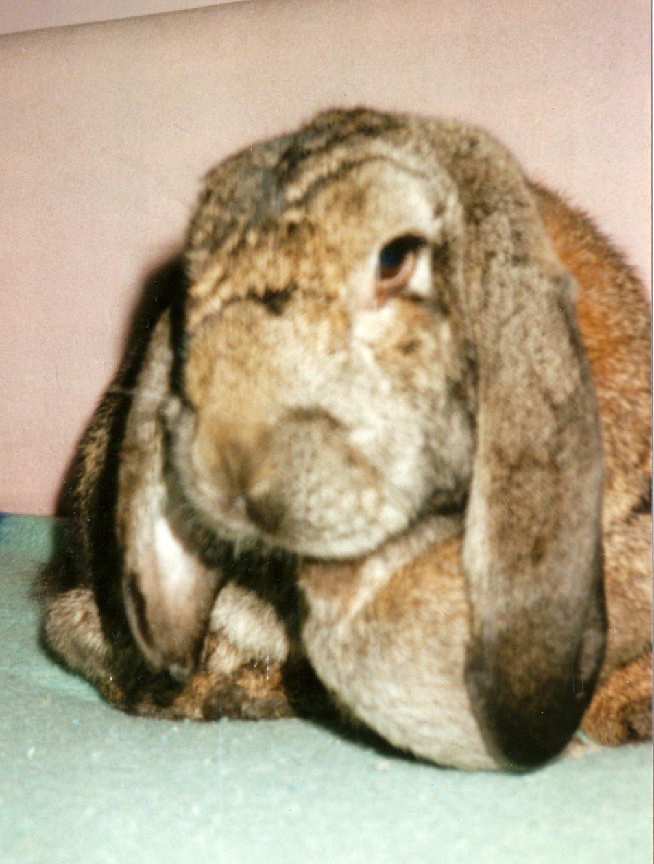 Kanin Trold billede 9