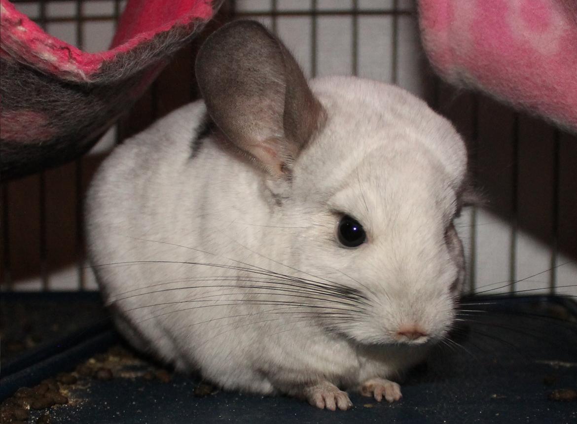 Chinchilla Chilla billede 5
