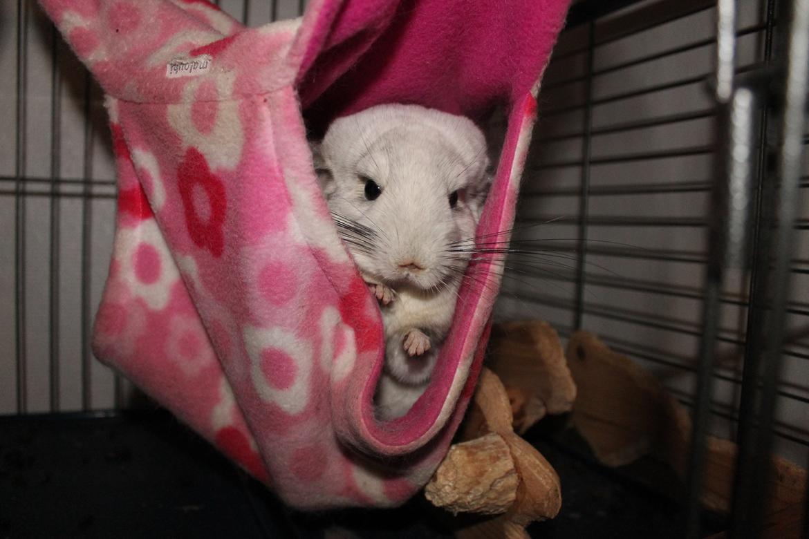 Chinchilla Chilla billede 7