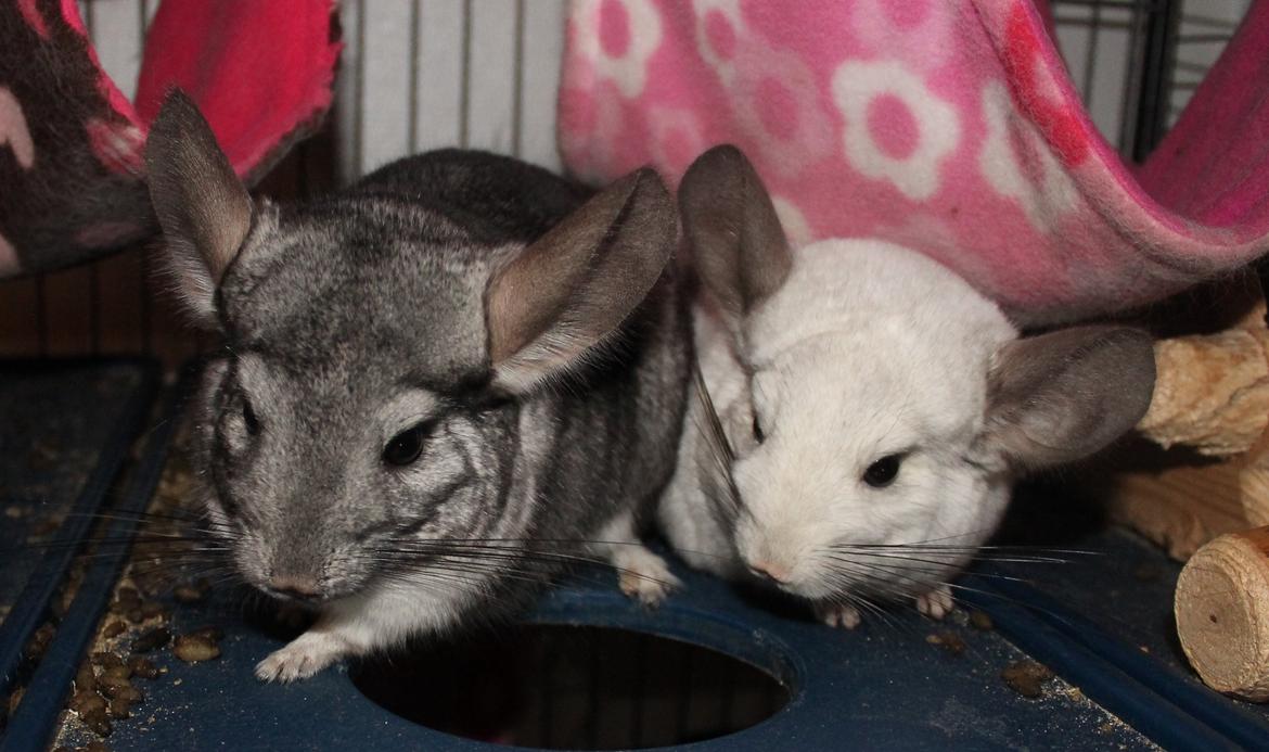 Chinchilla Chilla billede 8