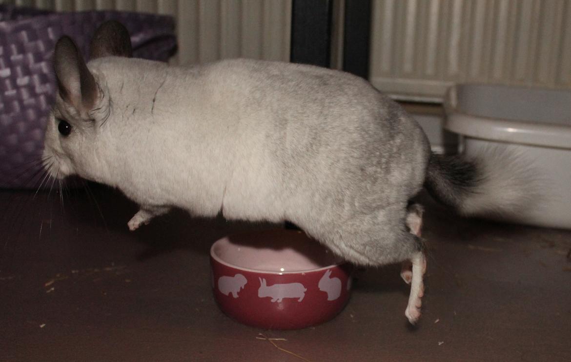 Chinchilla Chilla billede 9