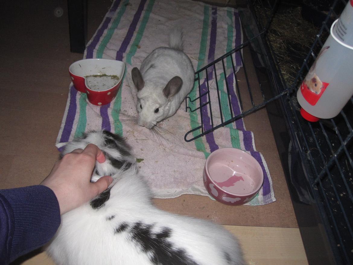 Chinchilla Chilla billede 10