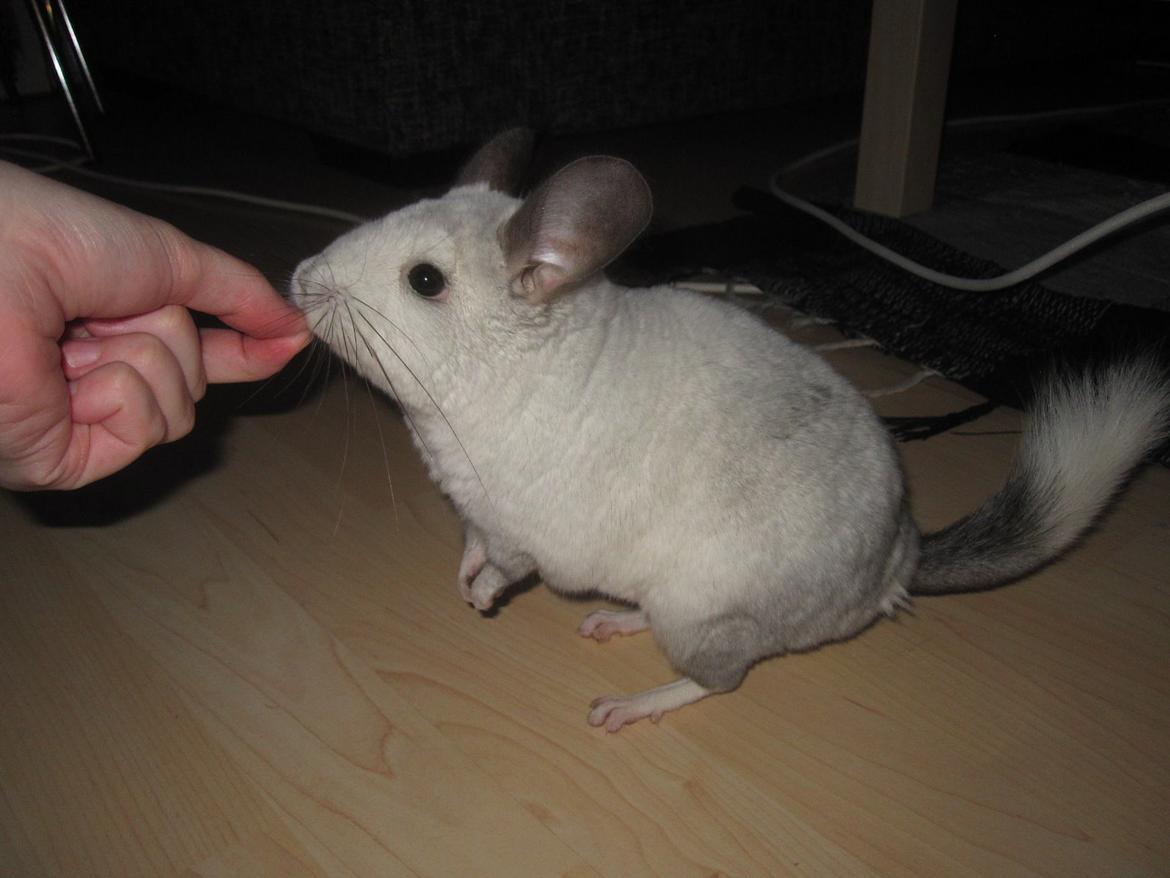 Chinchilla Chilla billede 11