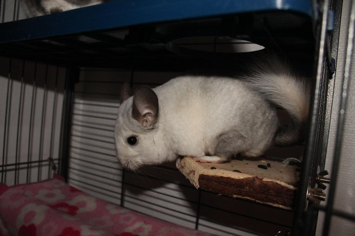 Chinchilla Chilla billede 6