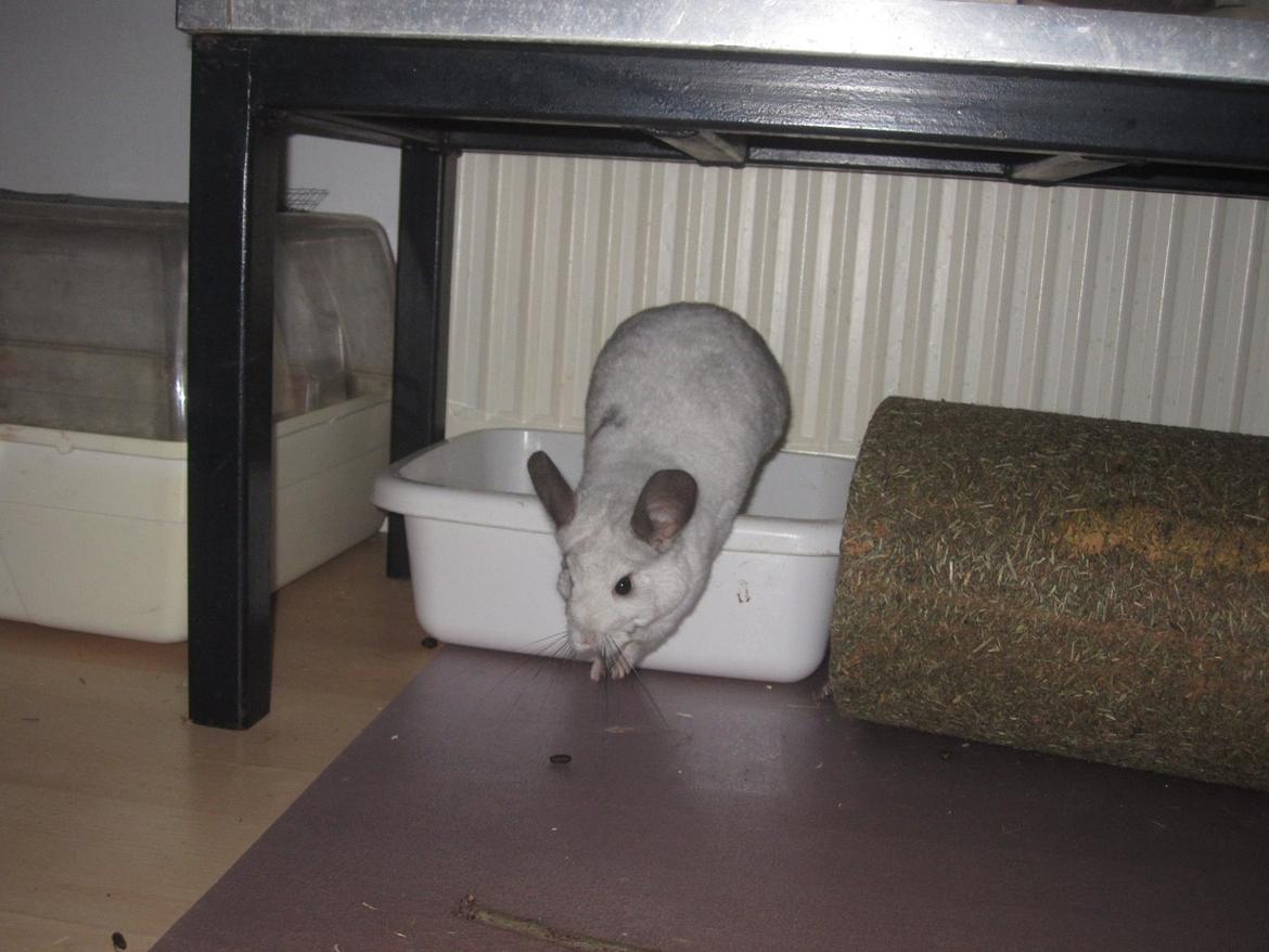 Chinchilla Chilla billede 13