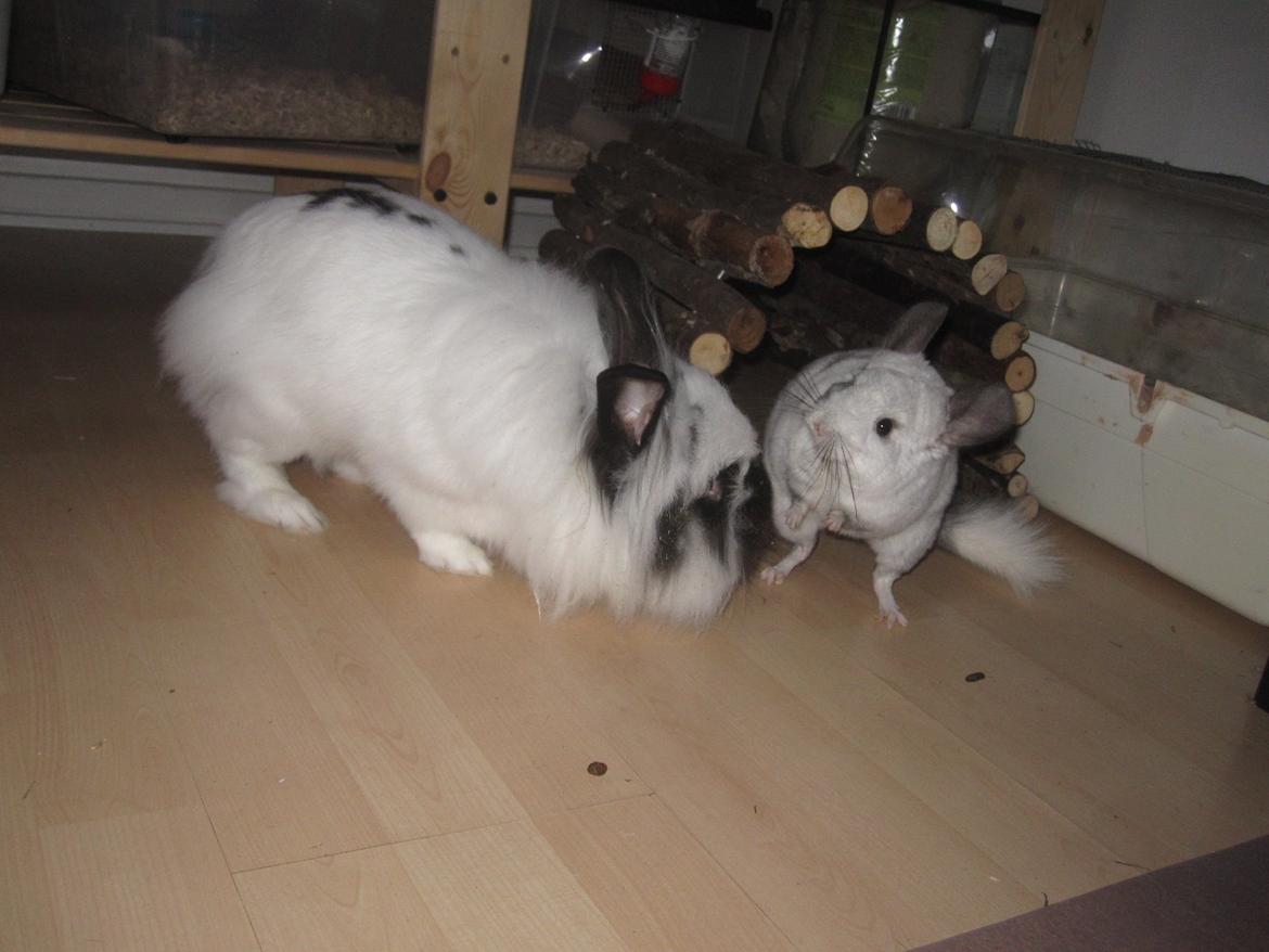 Chinchilla Chilla billede 12