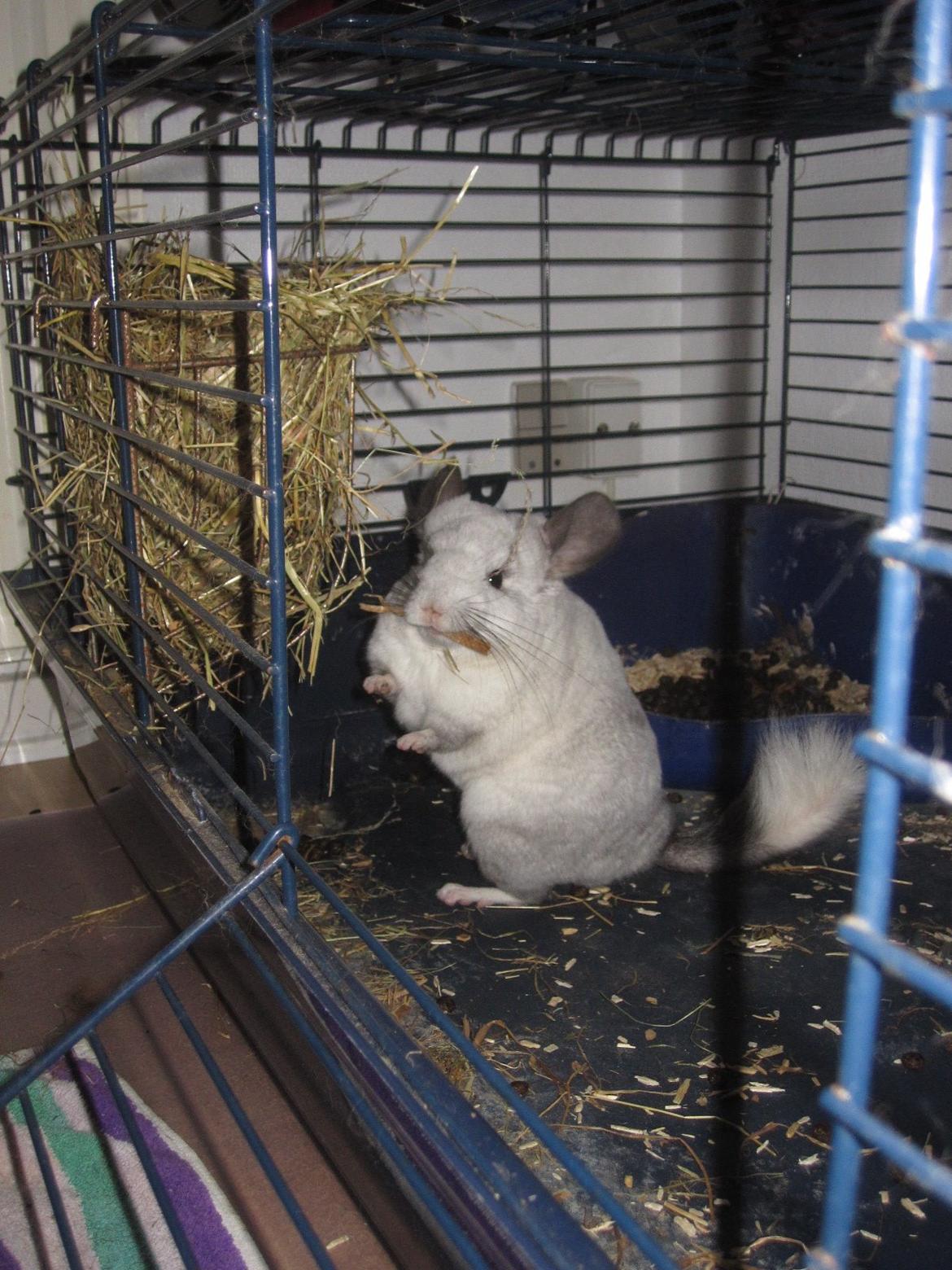 Chinchilla Chilla billede 15