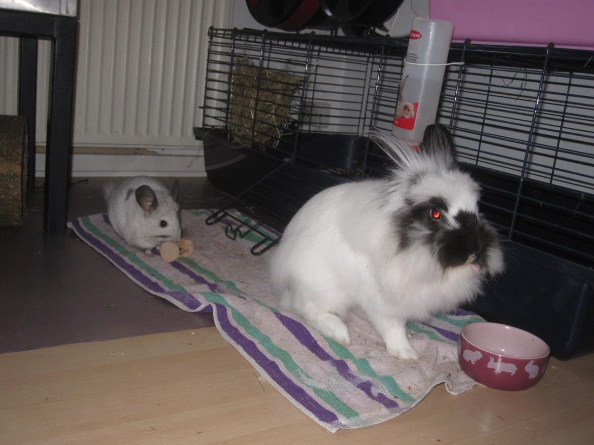 Chinchilla Chilla billede 14