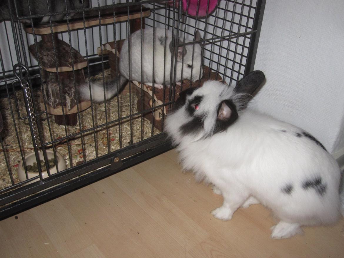 Chinchilla Chilla billede 17