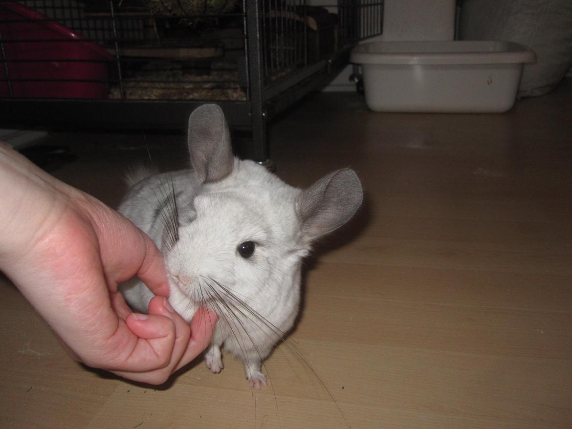 Chinchilla Chilla billede 16