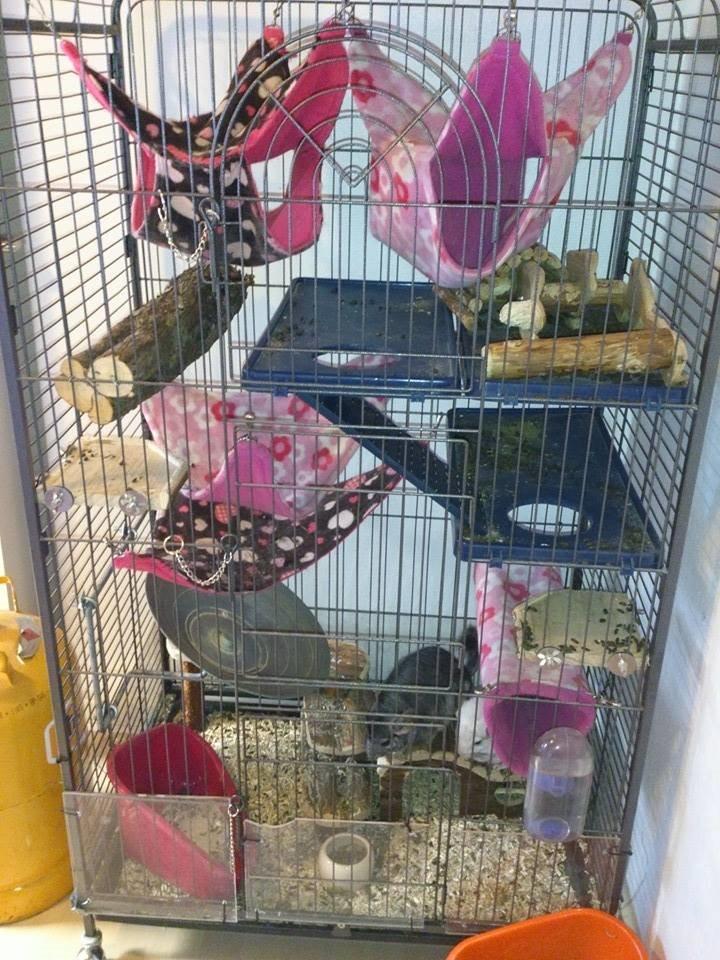 Chinchilla Chilla billede 18