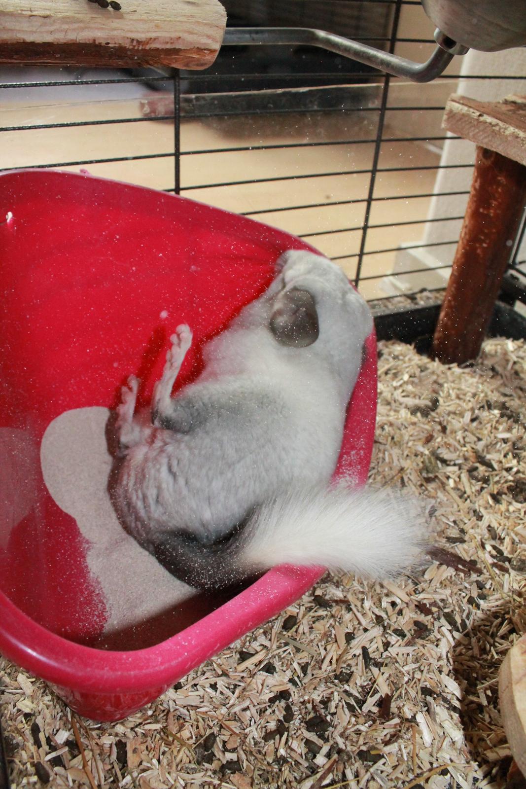 Chinchilla Chilla billede 20