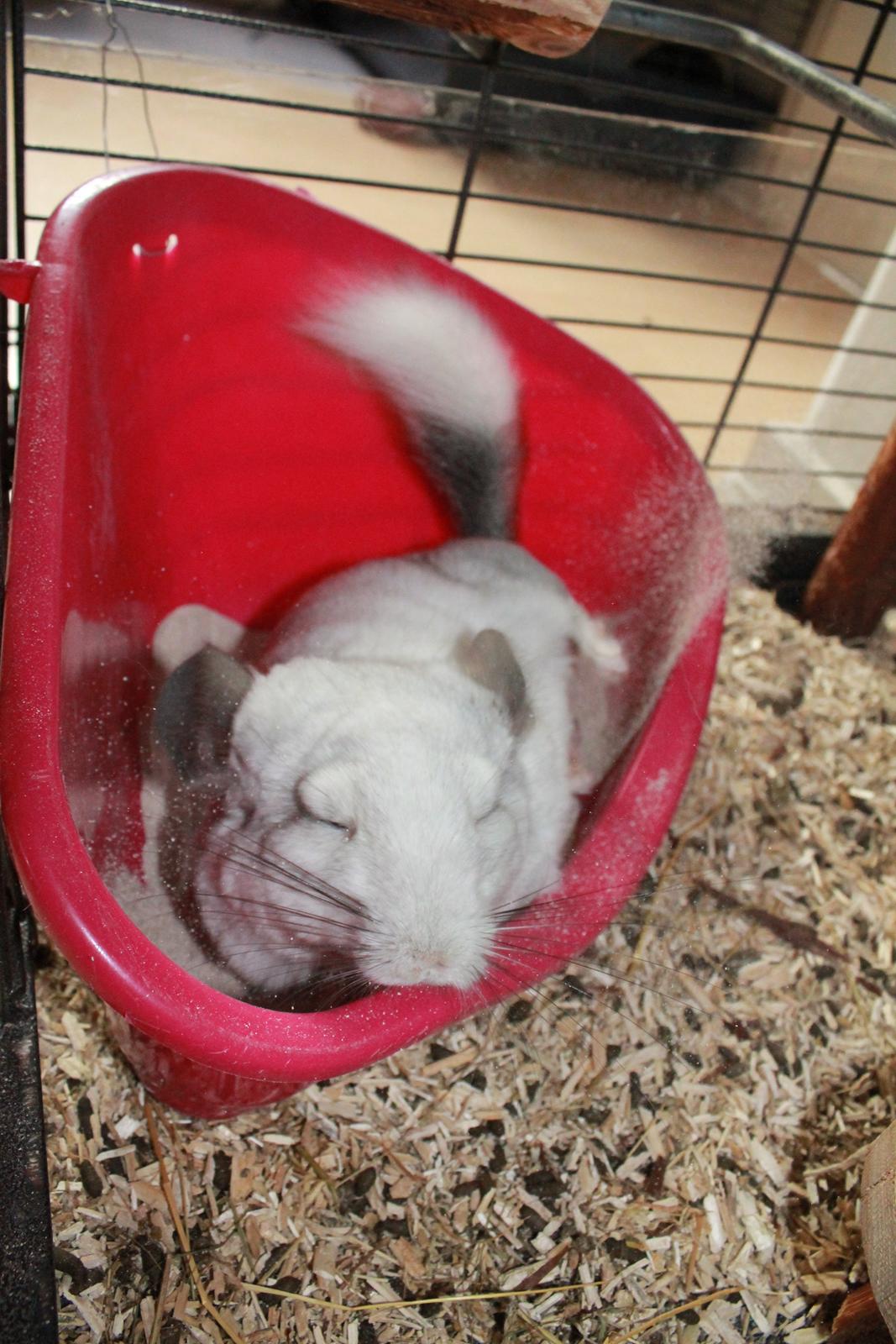 Chinchilla Chilla billede 21