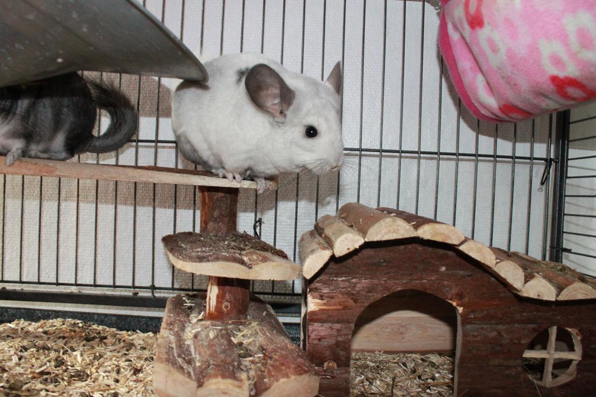 Chinchilla Chilla billede 22