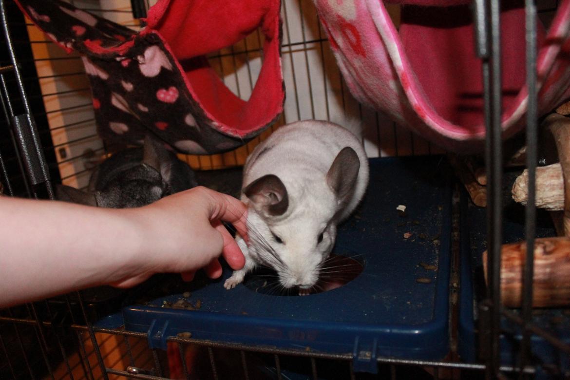 Chinchilla Chilla billede 23