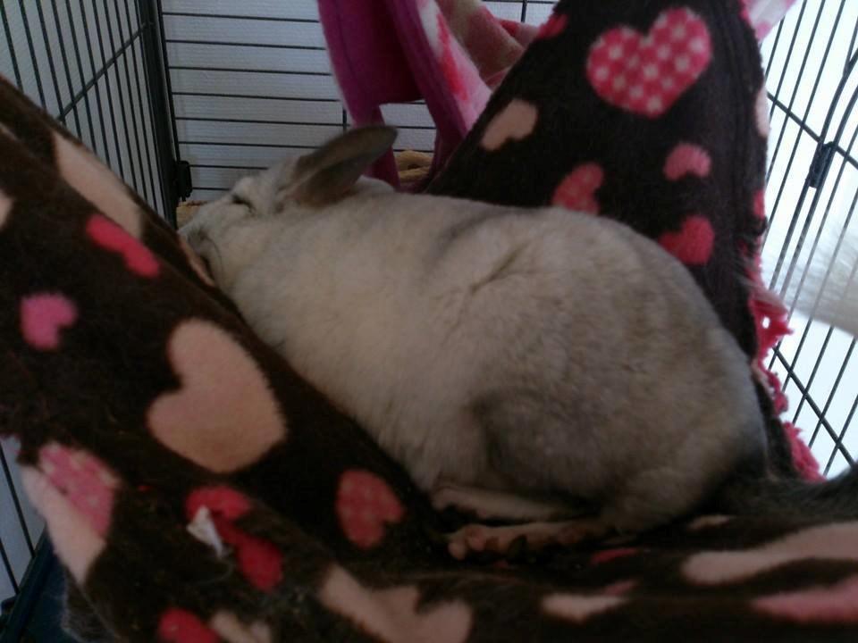 Chinchilla Chilla billede 19