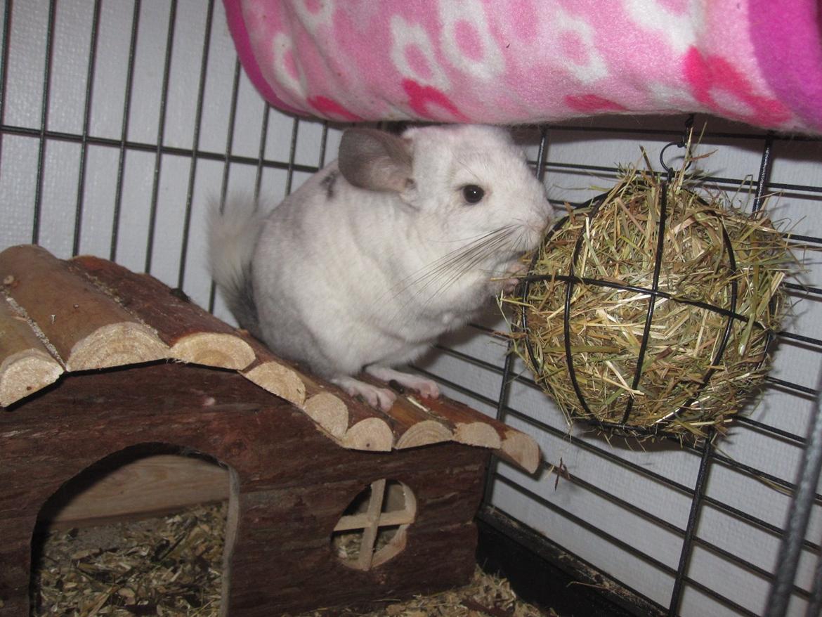 Chinchilla Chilla billede 24