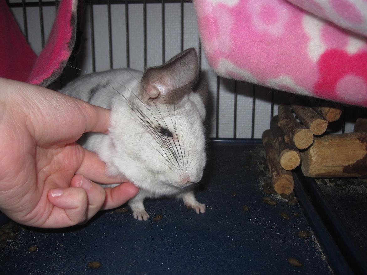 Chinchilla Chilla billede 26