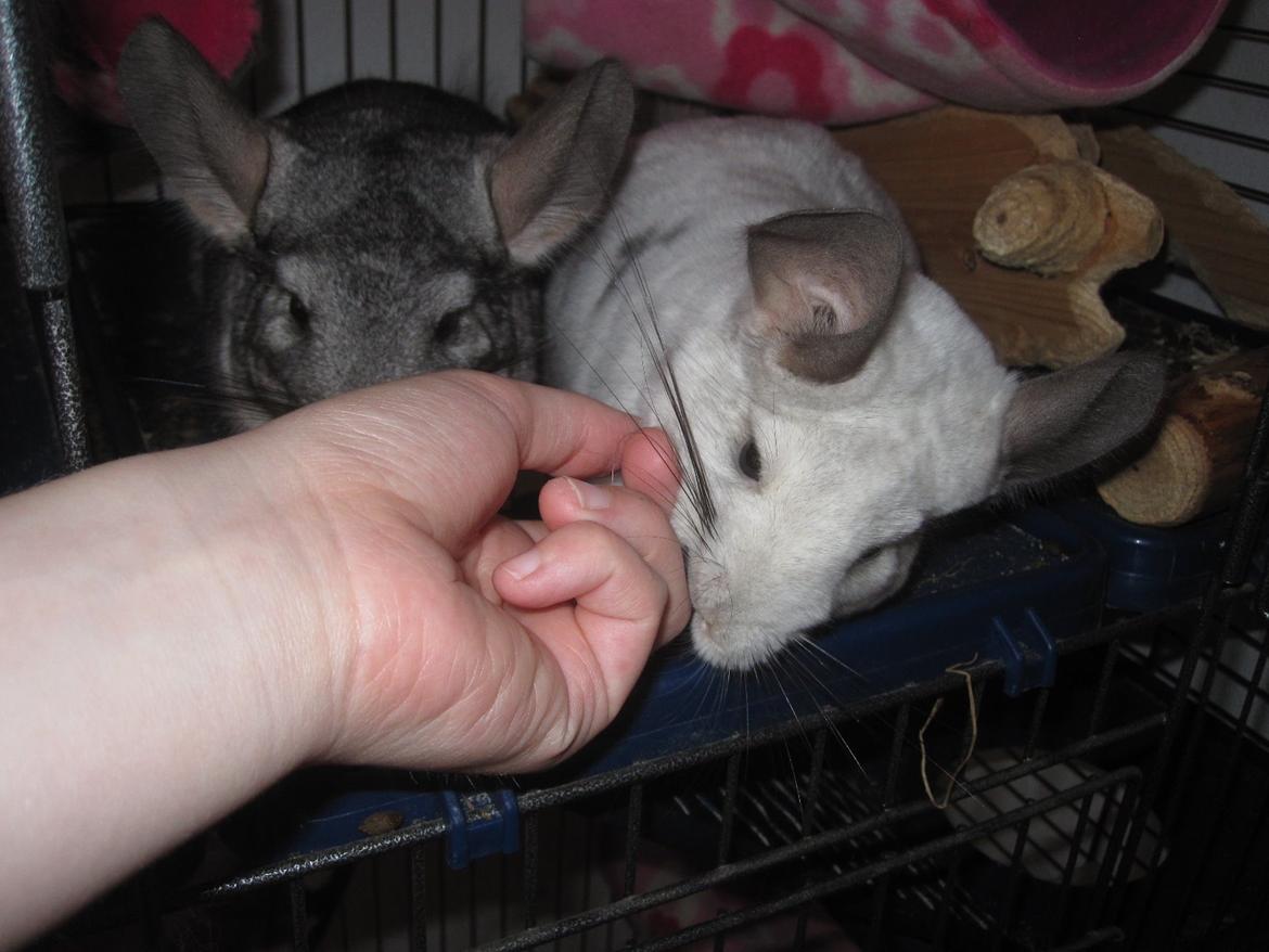 Chinchilla Chilla billede 27