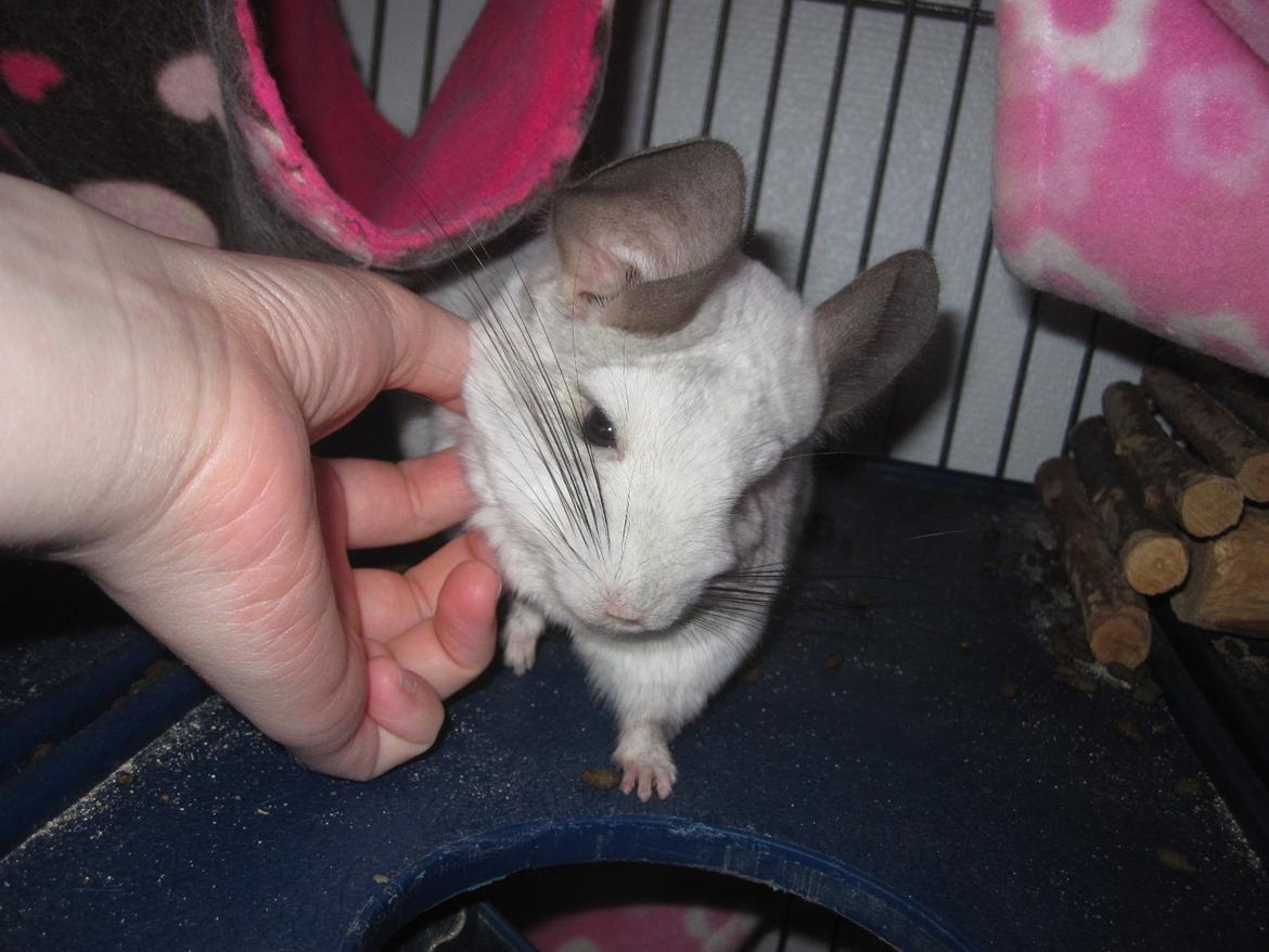 Chinchilla Chilla billede 25
