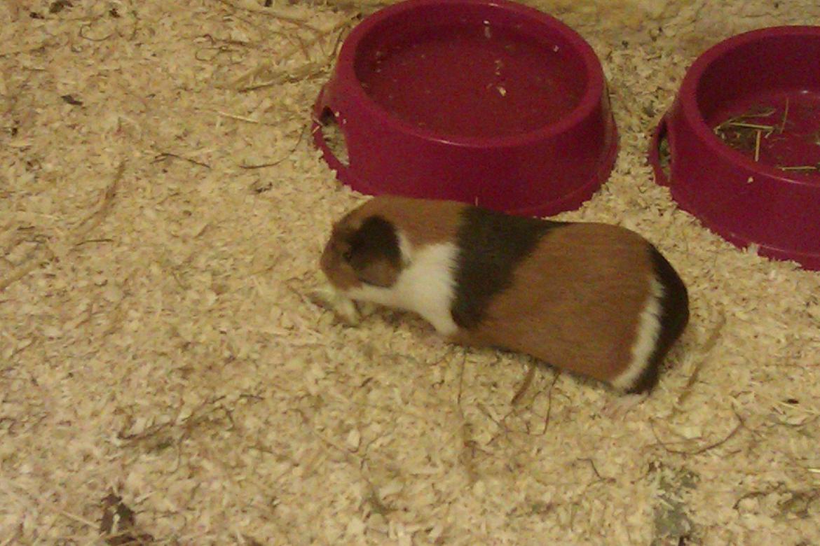 Marsvin Alice billede 6