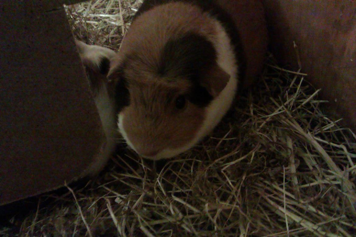 Marsvin Alice billede 7