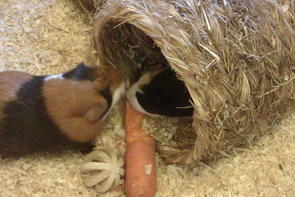 Marsvin Alice billede 4