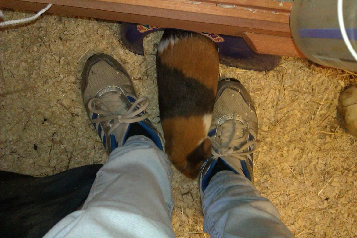 Marsvin Alice billede 8