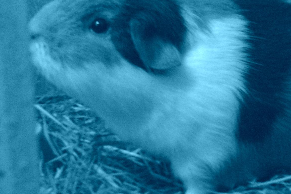 Marsvin Alice billede 1