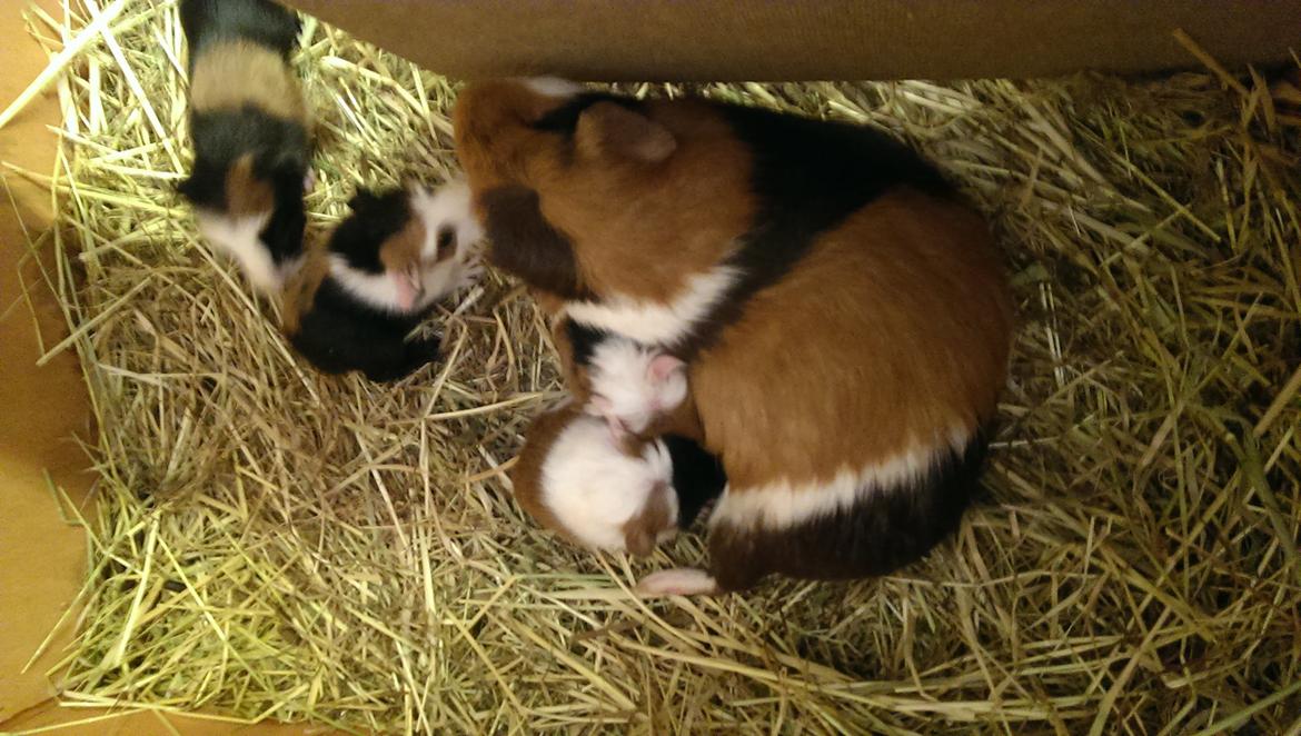 Marsvin Alice - Alice første kuld unger på 4 billede 12