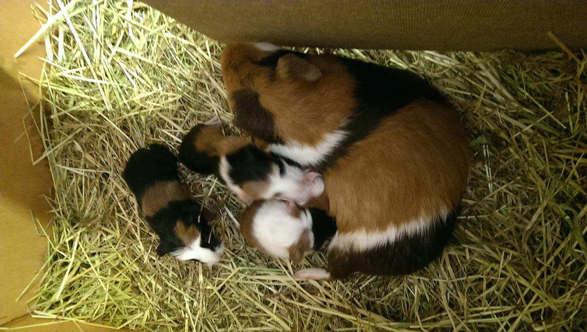 Marsvin Alice billede 13