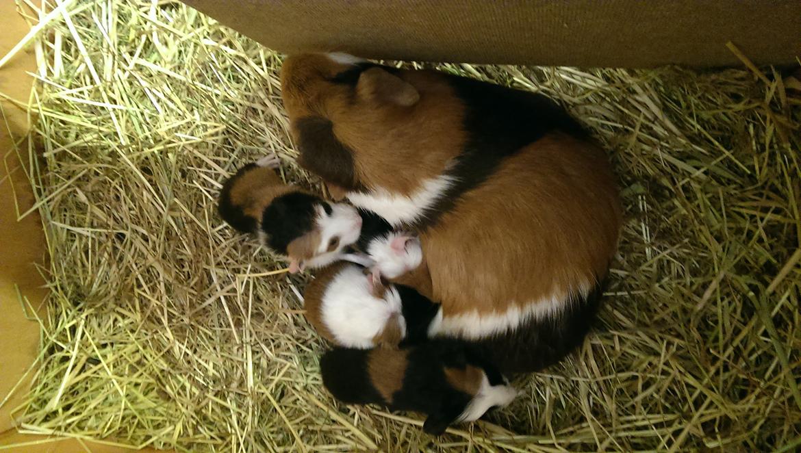 Marsvin Alice billede 14