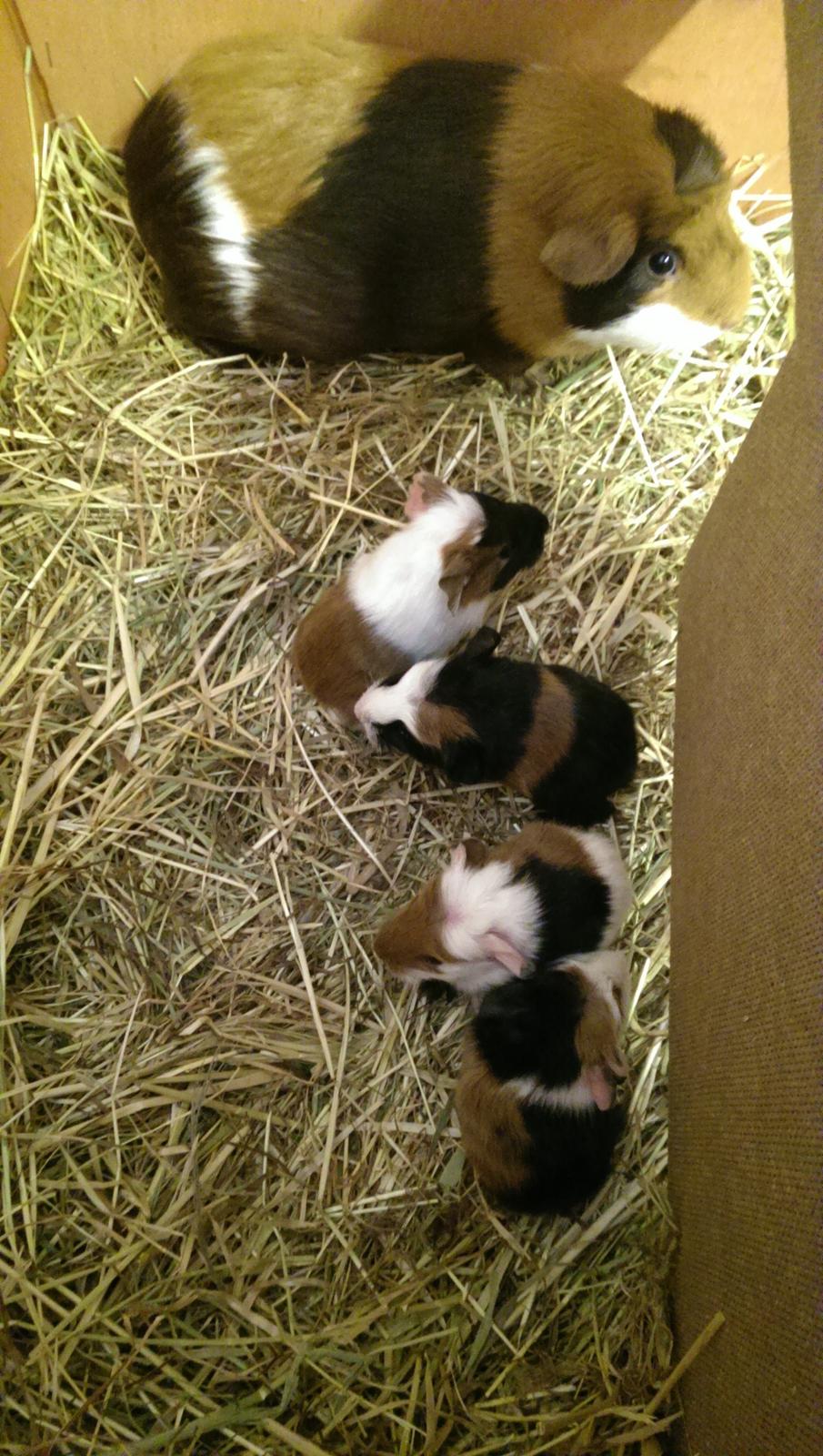 Marsvin Alice billede 15