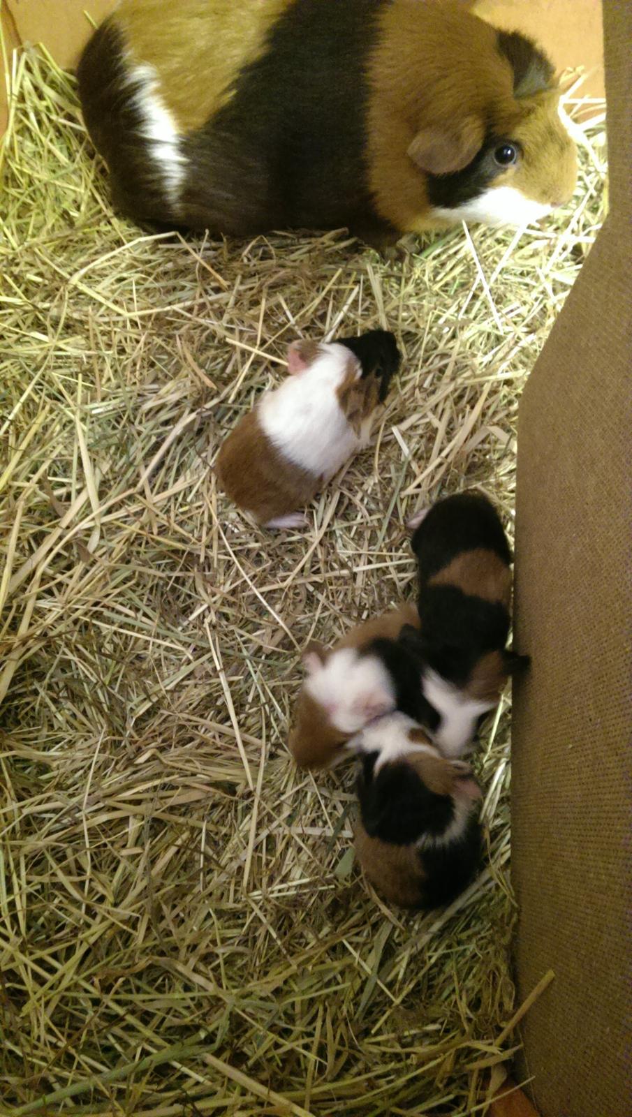 Marsvin Alice billede 16