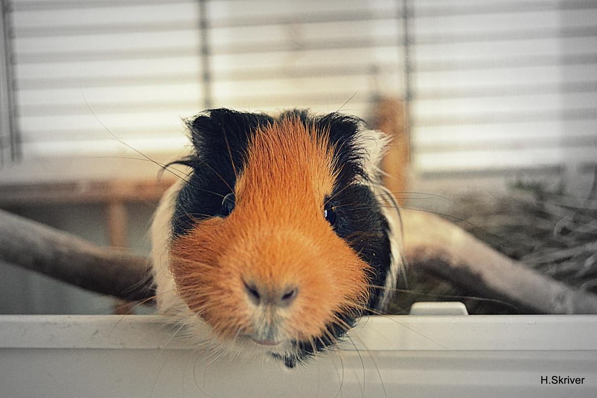 Marsvin Tejs - Halløj! :D billede 4