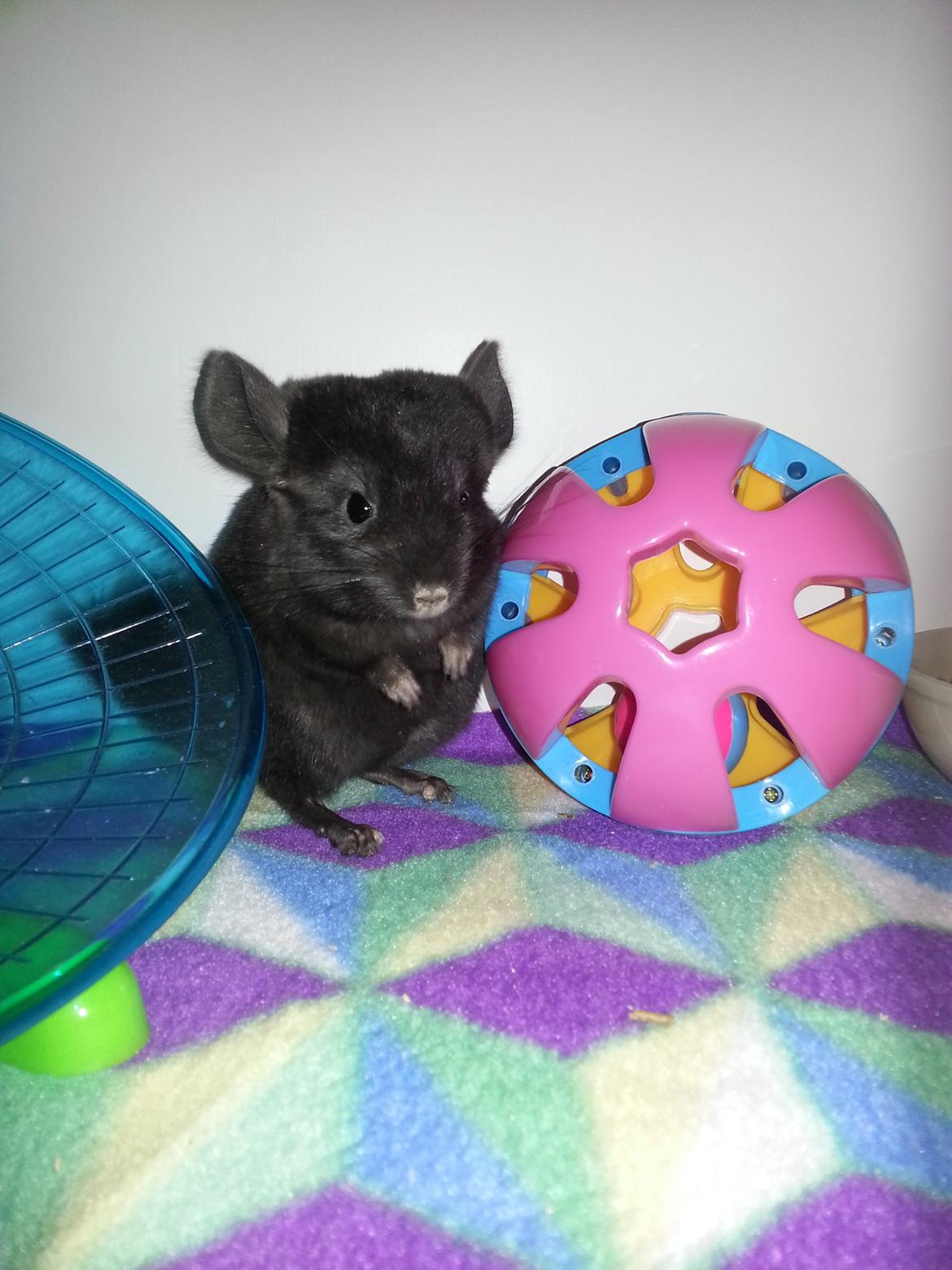 Chinchilla Wildè billede 3
