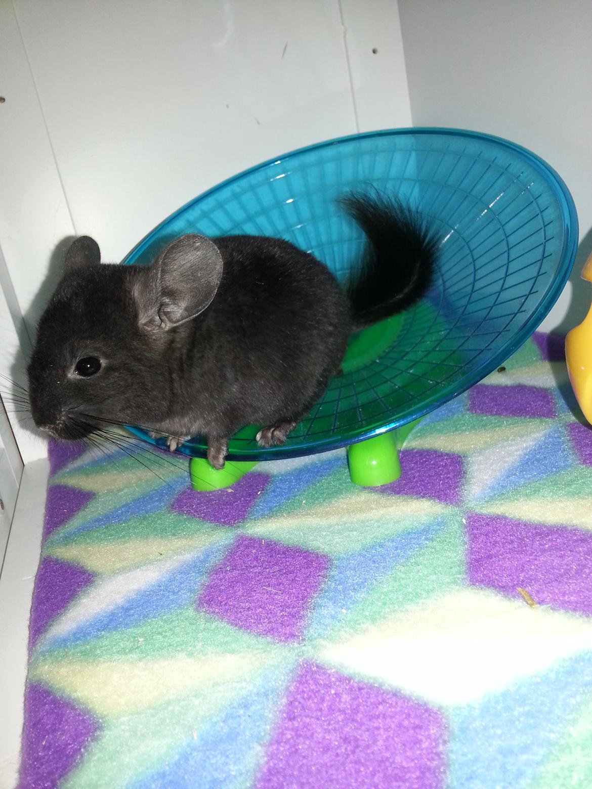 Chinchilla Wildè billede 6