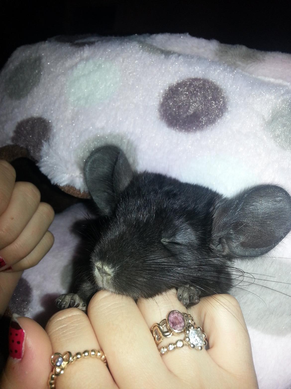 Chinchilla Wildè billede 7