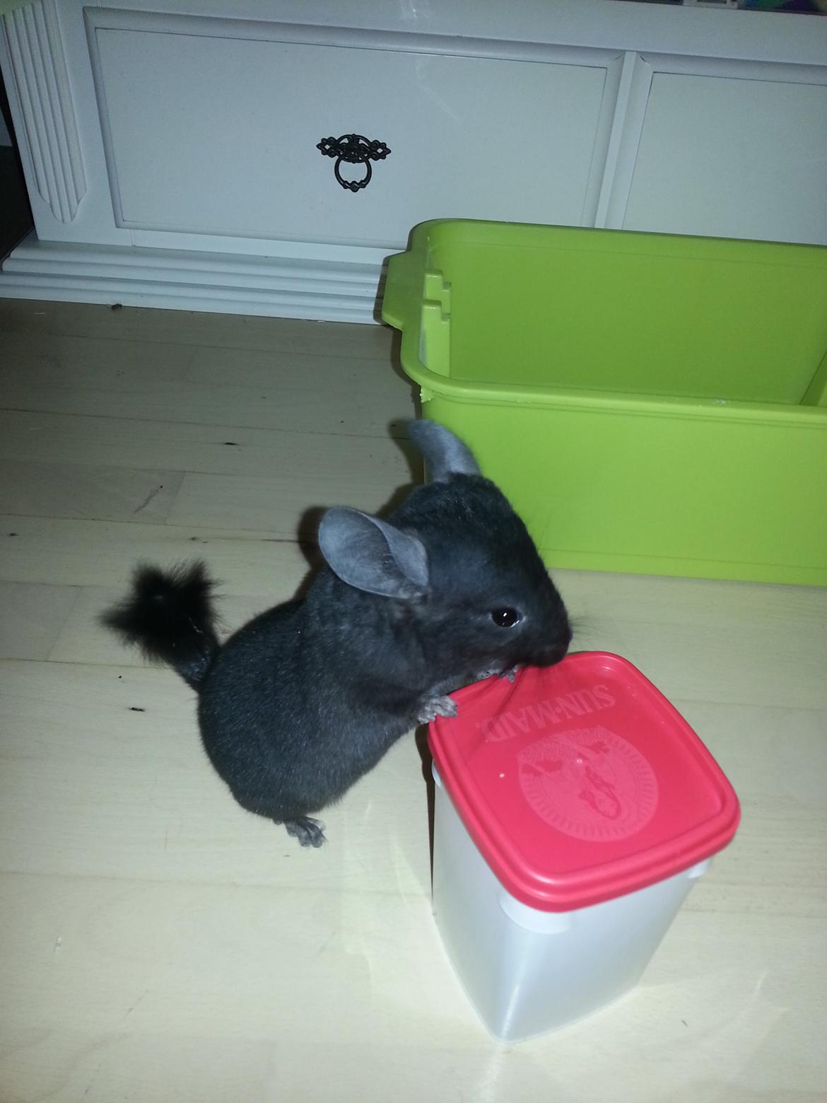 Chinchilla Wildè billede 11