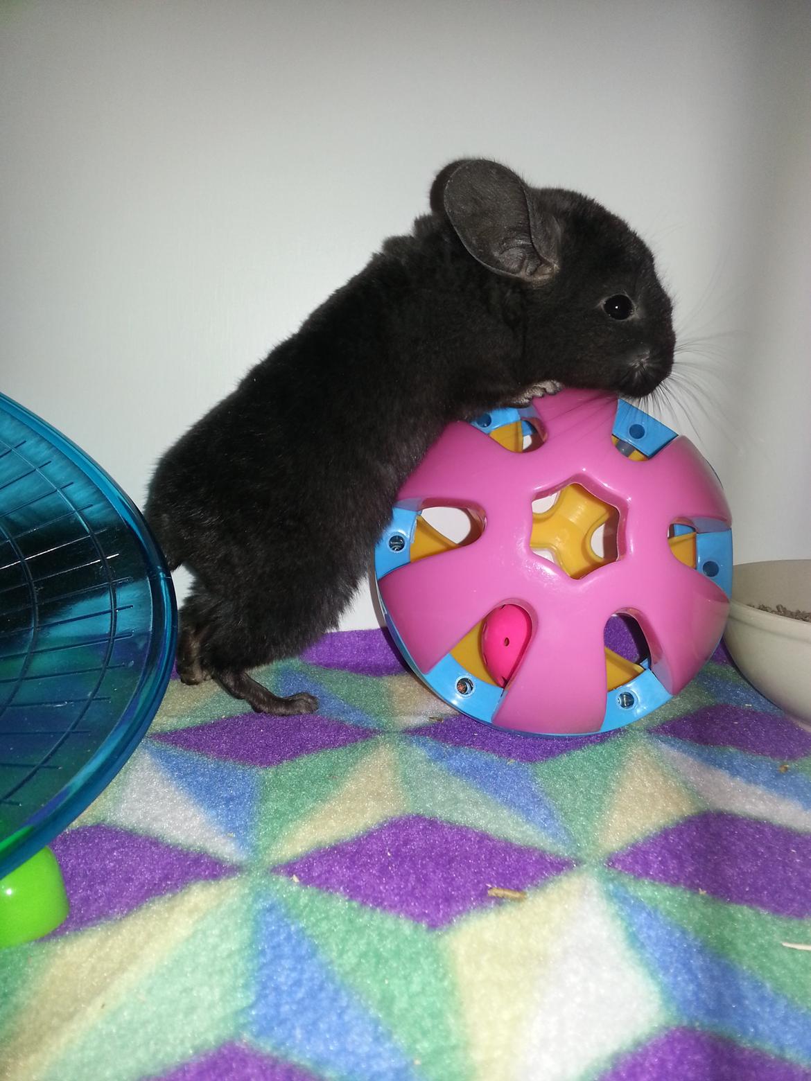 Chinchilla Wildè billede 1