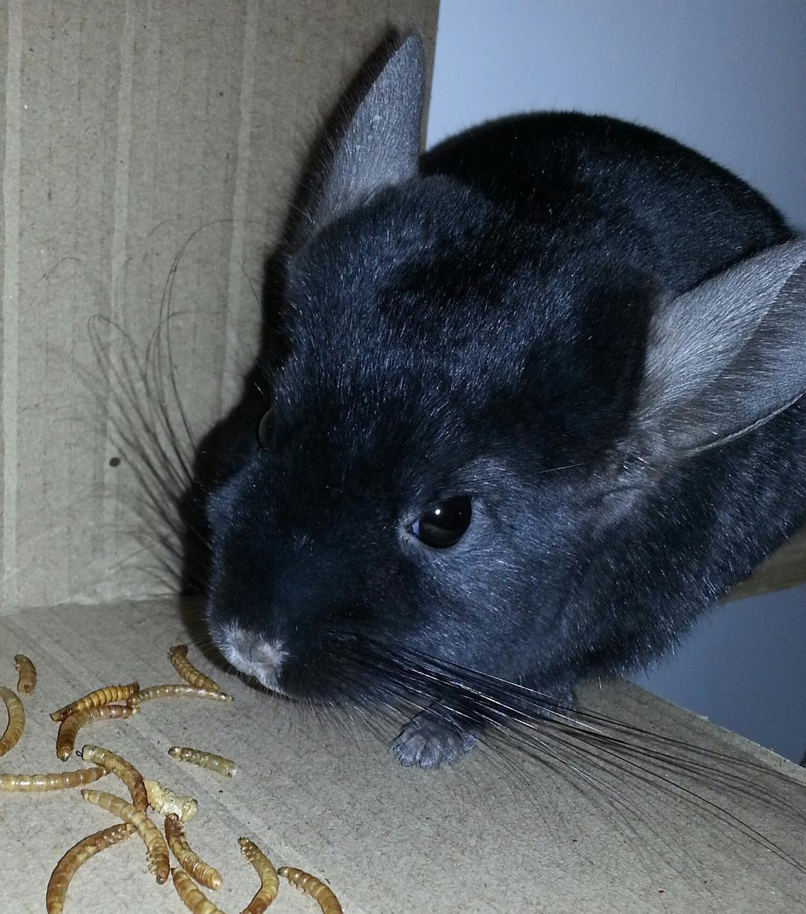 Chinchilla Wildè billede 18