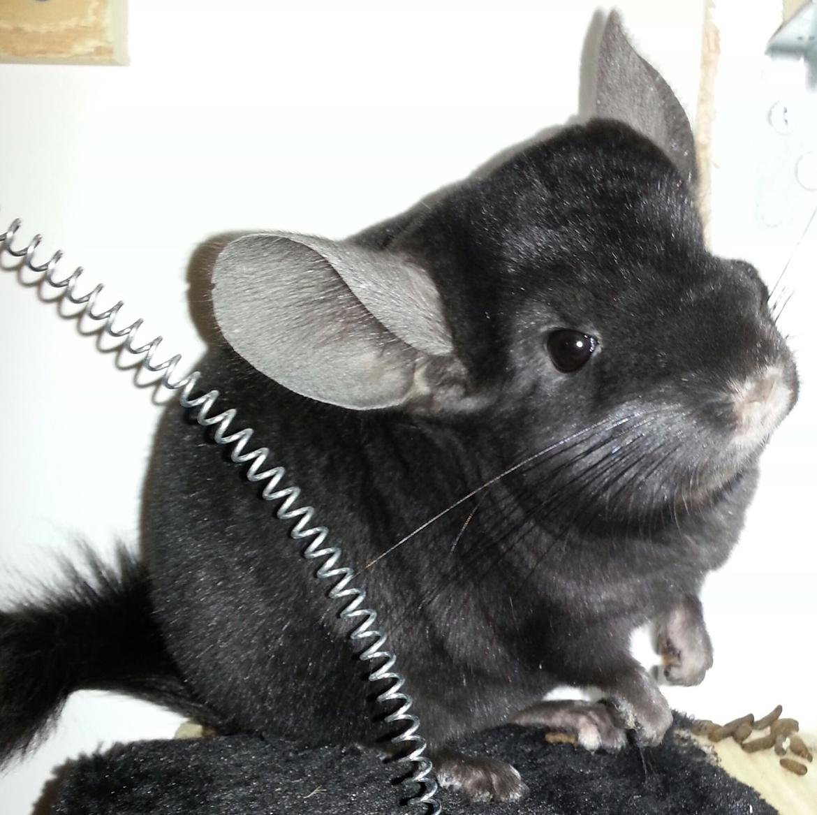 Chinchilla Wildè billede 14