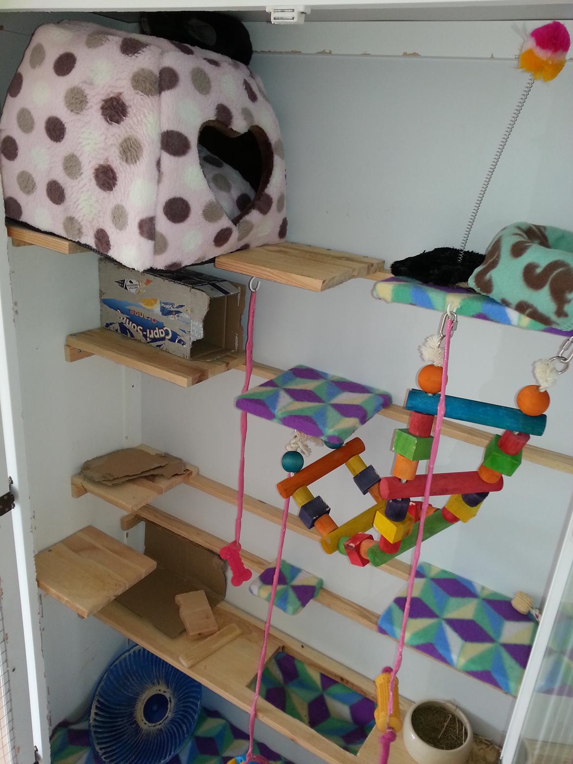 Chinchilla Wildè billede 25