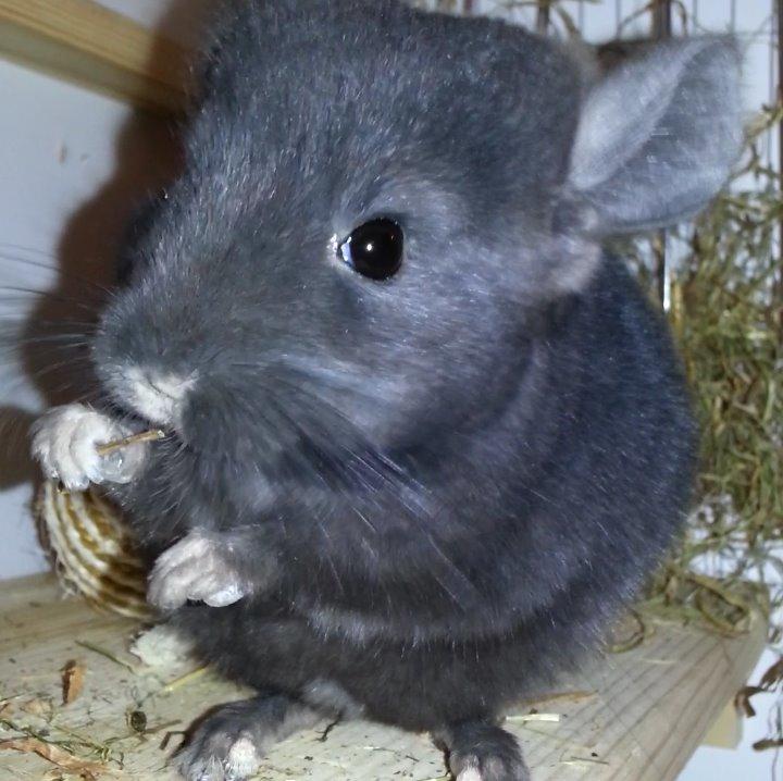 Chinchilla Wildè billede 29