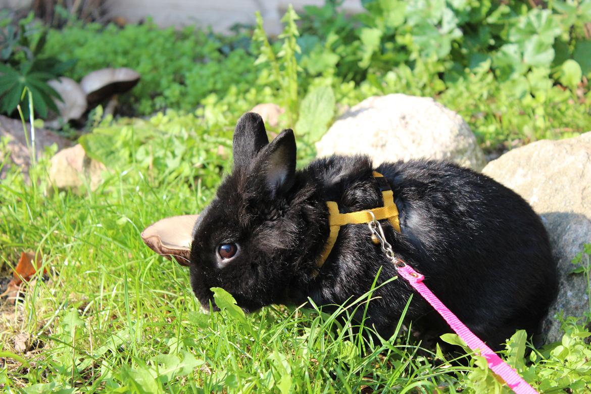 Kanin | Blacky  billede 21