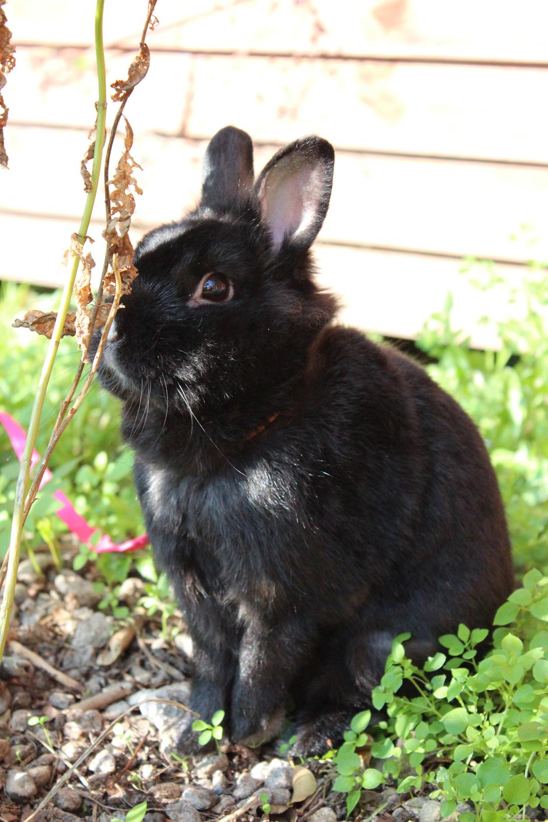 Kanin | Blacky  billede 19