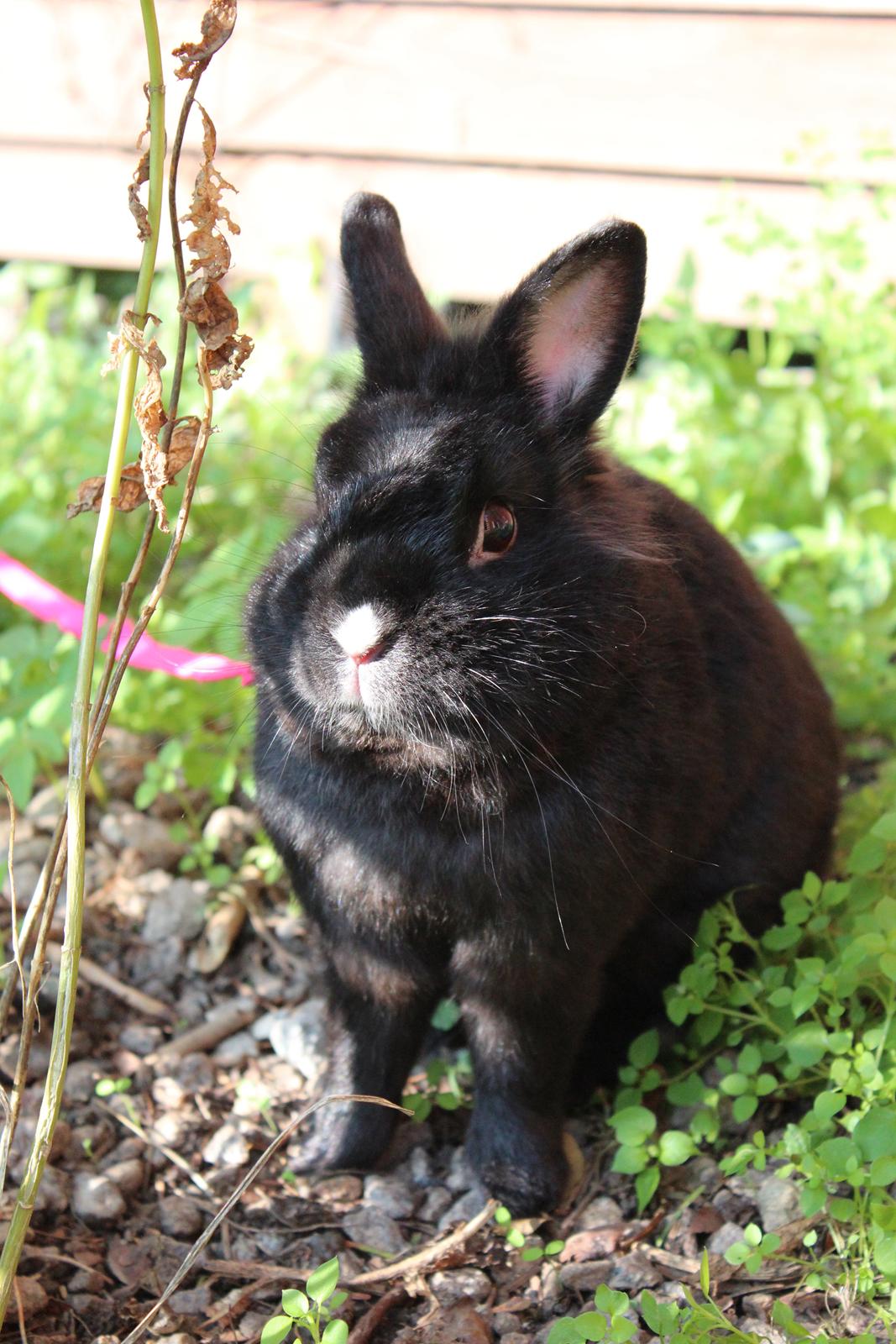 Kanin | Blacky  billede 18